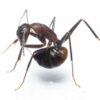 アリは「自分自身が分泌する酸を飲んで体内の雑菌を殺す」という研究結果 - GIGAZINE